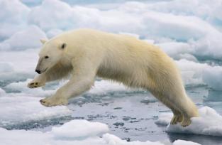 El Oso Polar amenazado por los Contamimantes Ambientales