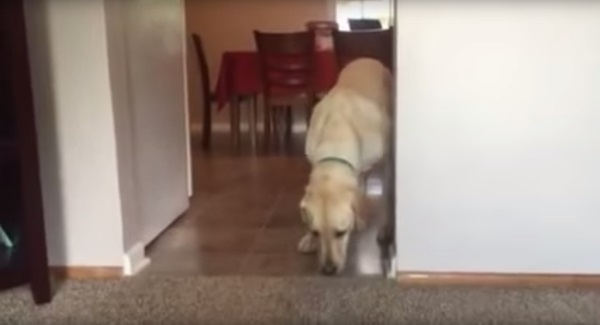Dog has an irrational fear of the living room carpet