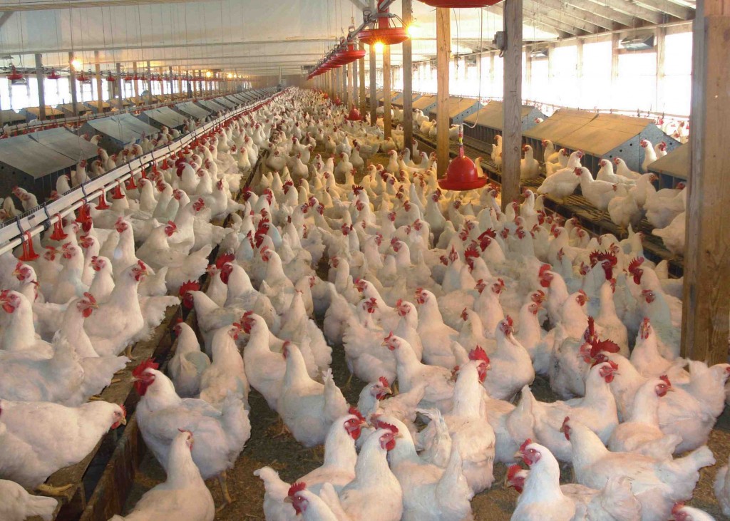 La FDA finalmente admite que el pollo contiene arsénico que causa cáncer