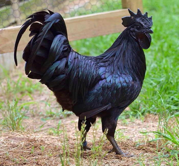 This rare but spectacular chicken    is 100% black from its feathers to its internal organs and bones