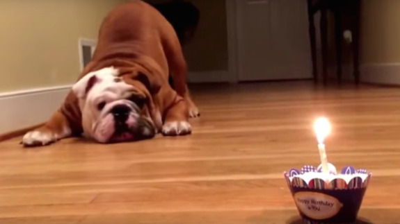 Feisty bulldog is extremely suspicious of his birthday cupcake