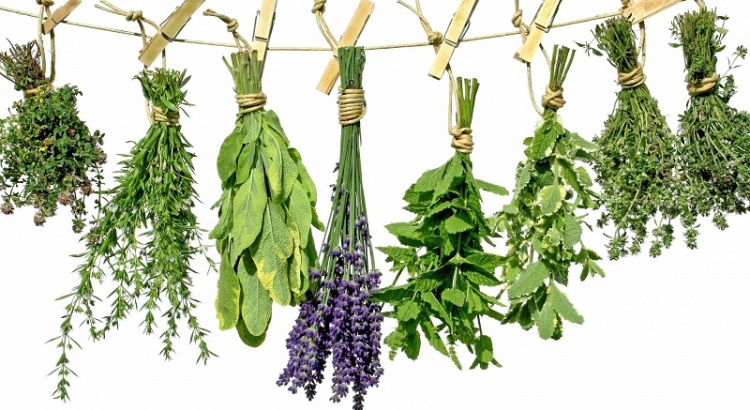 20 incredible anti-cancer herbs and plants 